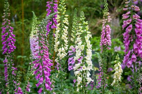 多年生草花種類|植えっぱなしで毎年開花！ 庭や花壇におすすめの宿。